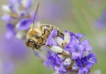 Bild: 10: Biene besucht Lavendelblühten vom 2008-06-21