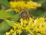 Bild: 141: Honigbiene auf einer Kanadische Goldrute vom 2014-10-03