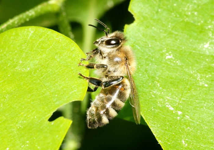 Beschreibung der Honigbiene (Bild: Steffen Remmel, 30.04.2009)