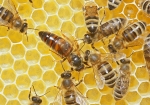 Königin mit Hofstaatbienen (Bild: Steffen Remmel, 17.05.2009)