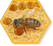 Honigbiene im Profil