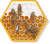 Bienen einer Honigwabe