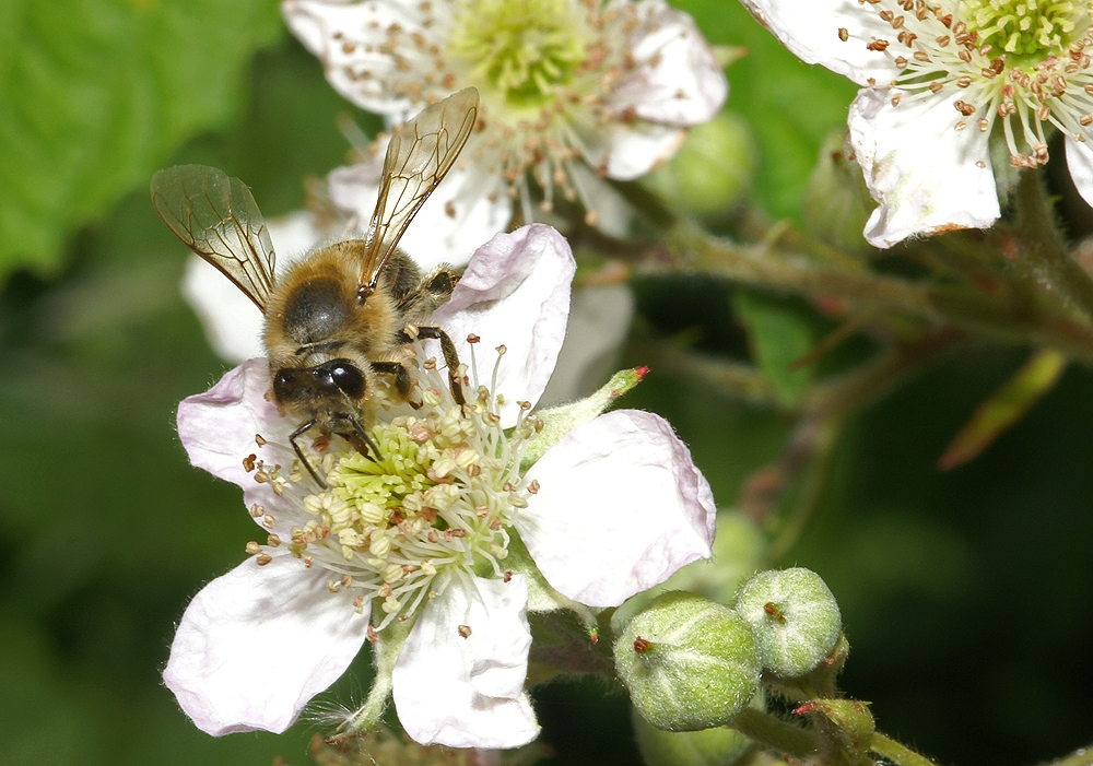 Honigbiene & Brombeere (Bild: Steffen Remmel, hb_foto_0060.jpg)