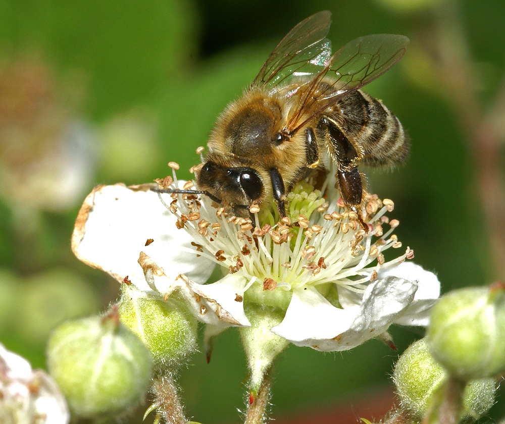 Honigbiene & Brombeere (Bild: Steffen Remmel, hb_foto_0061.jpg)