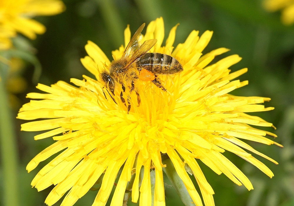 Nektarsuche in einer Löwenzahnblüte (Bild: Steffen Remmel, hb_foto_0102.jpg)