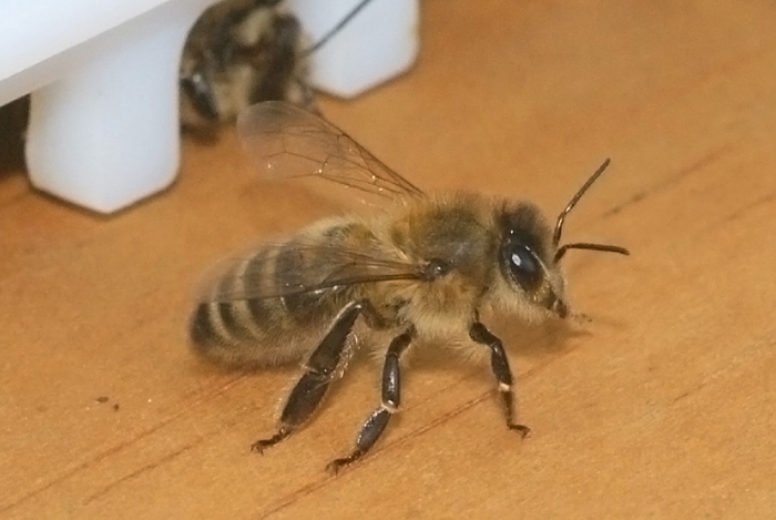 Wächterbiene bei der Arbeit (Bild: Steffen Remmel, hb_foto_0006.jpg)