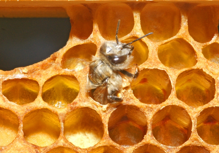 Schlüpfende Honigbiene (Bild: Steffen Remmel, hb_foto_0043.jpg)