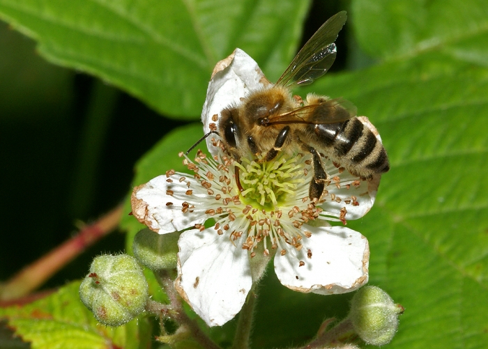 Honigbiene & Brombeere (Bild: Steffen Remmel, hb_foto_0059.jpg)