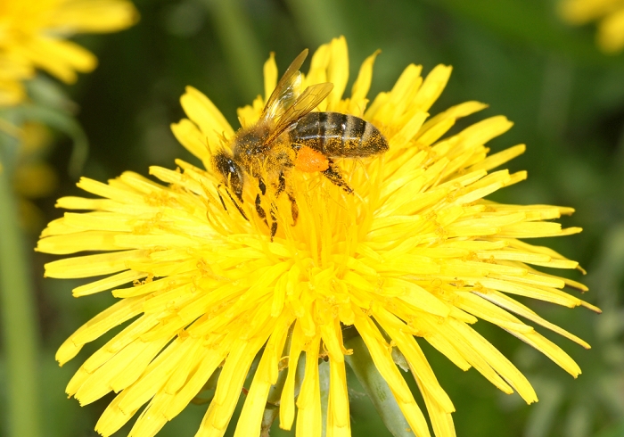 Nektarsuche in einer Löwenzahnblüte (Bild: Steffen Remmel, hb_foto_0102.jpg)