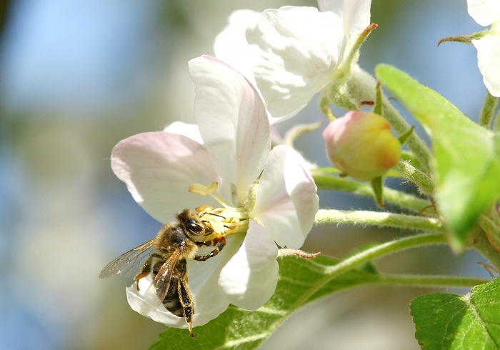 Apfelblüte trifft Honigbiene (Bild: Steffen Remmel, hb_foto_0104.jpg)
