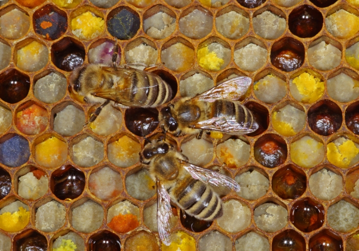 Pollenwabe mit überwiegend Brombeer-Pollen (Bild: Steffen Remmel, hb_foto_0124.jpg)