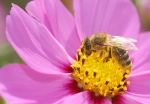 Bild: 1: Biene beim Nektar sammeln vom 2008-08-31