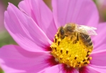 Biene beim Nektar sammeln (Bild: Steffen Remmel, 31.08.2008), Auf einer Blüte des "Fiederblättriges Schmuckkörbchen" sammelt die Biene Nektar. Das "Fiederblättriges Schmuckkörbchen" blüht von Juli bis September.
