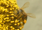 Biene besucht eine Sonnenblume (Bild: Steffen Remmel, 17.08.2008), Biene beim Nektar und Pollen sammeln. Gut zu sehen ist das die Biene ein gut gefülltes Pollenhöschen an ihren Hinterbeinen hat. 



