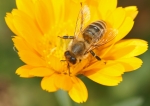 Biene beim Nektar sammeln (Bild: Steffen Remmel, 31.08.2008), Auf einer Blüte einer "Garten-Ringelblume" sammelt die Biene Nektar. Die "Garten-Ringelblume" blüht von Juni bis September.

