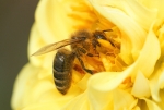 Biene beim Nektar und Pollen sammeln. (Bild: Steffen Remmel, 31.08.2008), Bei der Aufnahme ist gur zusehen, dass die Biene bei der Aufnahme des Nektars, über den vollen Pollenstempel der Blume streicht und dabei der Pollen auf der Biene haften bleibt.


