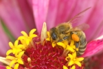 Biene mit gefüllten Pollenhöschen beim Nektar und Pollen sammeln (Bild: Steffen Remmel, 14.08.2008), Aufnahme entstand auf einer Blumenwiese.






















































