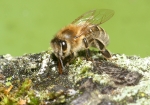 Biene beim Wasser holen (Bild: Steffen Remmel, 05.04.2009), Um den Wasserbedarf des Bienenvolkes zu decken, sammelt die Honigbiene Wasser. Auf dem Bild sieht man gut, wie die Biene das Wasser über die Zunge, von einem mit Wasser benässten Ast, aufsaugt.  

