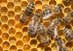 Frühjahrarbeiten im Bienenstock (Bild: Steffen Remmel, 05.04.2009), Im Frühjahr erwacht das Leben im Bienenstock. Die Biene ist emsig dabei Pollen einzutragen und die Waben für die kommende Bienengeneration vorzubereiten. 

