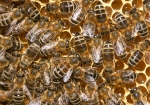 Bild: 14: Emsiges Treiben im Bienenstock vom 2009-04-05
