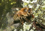 Bild: 16: Biene beim Wasser holen vom 2009-04-05