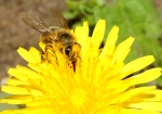 Biene & Löwenzahn (Bild: Steffen Remmel, 15.04.2009), Eine Honigbiene sammelt Pollen und Nektar auf einer Löwenzahnblühte. Deutlih ist die Zunge zusehen, wie die Biene den Nektar aufleckt.
