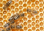 Futterwabe (Bild: Steffen Remmel, 05.04.2009), Im Frühjahr werden die Wintervorräte dazu benötigt um das stetig wachsende Bienenvolk mit ausreichend Futter zu versorgen.
