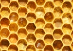 Bild: 23: Wabe gefüllt mit Pollen  vom 2009-04-05