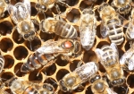 Königin bei der täglichen Arbeit (Bild: Steffen Remmel, 09.04.2009), Das Bild zeigt eine rotgezeichnete Bienenkönigin auf der Suche nach leeren Zellen, in die sie Eier ablegen kann. Dabei kontrolliert die Königin die größe der Zellen. Um zu entscheiden, ob ein befruchtetes oder unbefruchtetes Ei abgelegt werden kann. Aus befruchteten Eiern entstehen Arbeiterinnen.
