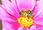 Bild: 26: Honigbiene beim Nektar und Pollen sammeln. vom 2008-08-14