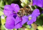 Honigbiene beim Wasser sammeln (Bild: Steffen Remmel, 18.04.2009), Nach einem kurzen Regenschauer, nutzt die Honigbiene die hängengebliebenen Regentropfen auf einer Kissen-Flammenblume (von April bis Juni) um Wasser für die Versorgung des Bienenstockes aufzunehmen.
