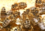Bild: 32: Honig retten, ... . vom 2009-04-25