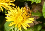 Biene & Löwenzahn (Bild: Steffen Remmel, 15.04.2009), Ein mit Pollen bedeckte Biene sammelt Nektar auf einem Löwenzahn.