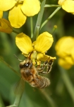 Bild: 35: Honigbiene & Raps vom 2009-05-09