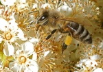 Bild: 38: Honigbiene & Feuerdorn vom 2009-05-10