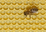 Bild: 39: Frisch ausgebaute Wabe mit Biene vom 2009-05-15