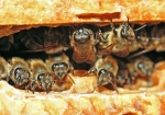 Wabengasse (Bild: Steffen Remmel, 08.04.2009), Bild zeigt Honigbienen zwischen zwei Waben im einer Magazinbeute.

