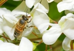 Honigbiene & Robinie (Bild: Steffen Remmel, 18.05.2009), Um an den Nektar der Blühte von der Gewöhnlichen Robinie zu kommen, muss sich die Biene flach auf die Blühte legen und den Kopf fest an den Kelch der Blüte drücken.