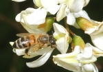 Bild: 47: Honigbiene & Robinie vom 2009-05-18