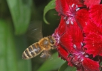 Biene & Bartnelke (Bild: Steffen Remmel, 20.05.2009), Biene im Endanflug auf die Blühte einer Bartnelke (Dianthus barbatus Nelkenart, von Mai bis September bzw. Spätsommer). Die Bartnelke gehört zu den zweijährigen Sommerblumen.

