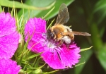 Honigbiene & Bartnelke (Bild: Steffen Remmel, 20.05.2009), Das Bild zeigt eine Honigbiene auf der Blühte einer lilafarbenden Bartnelke (Dianthus barbatus Nelkenart, von Mai bis September bzw. Spätsommer). Die Bartnelke gehört zu den zweijährigen Sommerblumen.
