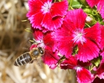Honigbiene & Bartnelke (Bild: Steffen Remmel, 20.05.2009), Das Bild zeigt eine Honigbiene im Anflug auf eine Blühte der roten Bartnelke (Dianthus barbatus Nelkenart, von Mai bis September bzw. Spätsommer). Die Bartnelke gehört zu den zweijährigen Sommerblumen.
