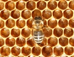 Bild: 54: Eier vom 2009-05-23