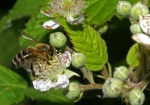 Biene & Brombeere (Bild: Steffen Remmel, 30.05.2009), Zwischen Mitte Mai und August blüht die Brombeere (Rubus fruticosus). Die Brombeere steht vorwiegend an Waldrändern oder kommt als Gebüsche vor. Sie liefert Beerenobst für den Menschen und ist für die Honigbiene einer der wichtigsten Nektar und Pollen Lieferant.

