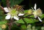 Bild: 57: Honigbiene & Brombeere vom 2009-05-30