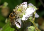 Honigbiene & Brombeere (Bild: Steffen Remmel, 30.05.2009), Zwischen Mitte Mai und August blüht die Brombeere (Rubus fruticosus). Die Brombeere steht vorwiegend an Waldrändern oder kommt als Gebüsche vor. Sie liefert Beerenobst für den Menschen und ist für die Honigbiene einer der wichtigsten Nektar und Pollen Lieferant.
