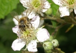 Honigbiene & Brombeere (Bild: Steffen Remmel, 30.05.2009), Zwischen Mitte Mai und August blüht die Brombeere (Rubus fruticosus). Die Brombeere steht vorwiegend an Waldrändern oder kommt als Gebüsche vor. Sie liefert Beerenobst für den Menschen und ist für die Honigbiene einer der wichtigsten Nektar und Pollen Lieferant.