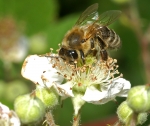 Honigbiene & Brombeere (Bild: Steffen Remmel, 30.05.2009), Zwischen Mitte Mai und August blüht die Brombeere (Rubus fruticosus). Die Brombeere findet man vorwiegend an Waldrändern oder kommen als Gebüsche vor. Sie liefert Beerenobst für den Menschen und ist für die Honigbiene einer der wichtigsten Nektar und Pollen Lieferant.
