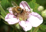Honigbiene & Brombeere (Bild: Steffen Remmel, 30.05.2009), Zwischen Mitte Mai und August blüht die Brombeere (Rubus fruticosus). Die Brombeere findet man vorwiegend an Waldrändern oder kommen als Gebüsche vor. Sie liefert Beerenobst für den Menschen und ist für die Honigbiene einer der wichtigsten Nektar und Pollen Lieferant.
