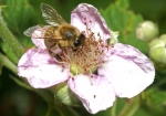 Honigbiene & Brombeere (Bild: Steffen Remmel, 30.05.2009), Zwischen Mitte Mai und August blüht die Brombeere (Rubus fruticosus). Die Brombeere findet man vorwiegend an Waldrändern oder kommen als Gebüsche vor. Sie liefert Beerenobst für den Menschen und ist für die Honigbiene einer der wichtigsten Nektar und Pollen Lieferant.
